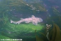 Marine Room in the Morning