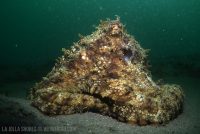 Early Morning at the Shores