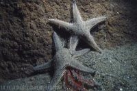 La Jolla Shores in the Morning