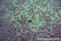 A Raining Morning at the Shores