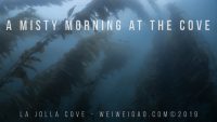 A Misty Morning at the Cove