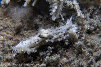 La Jolla Shores Morning