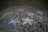 Early Morning at the Shores