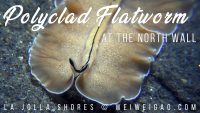 Flatworms at the Shores
