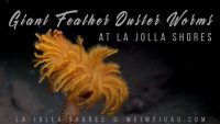 Giant Feather Duster Worms