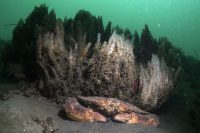 La Jolla Shores Early Morning