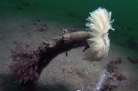 Early Morning La Jolla Shores
