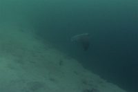 La Jolla Shores – stunning visibility