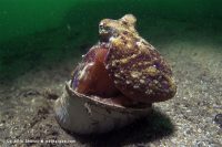 La Jolla Shores at Dawn