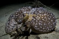 La Jolla Shores Morning Dive