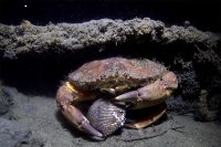 La Jolla Shores Early Morning