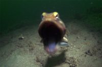 Dawn Dive at La Jolla Shores