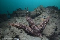 La Jolla Shores Dawn Dive