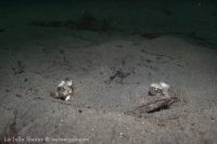 A Pair of Hornyhead Turbot