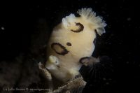 La Jolla Shores at Dawn