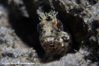 Morning Dive at La Jolla Shores