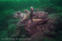 Dawn at La Jolla Shores