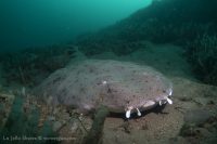 La Jolla Shores at Dawn