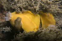 La Jolla Shores Early Morning