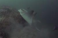 North Wall in the Morning