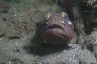 Deep South Wall at the Shores