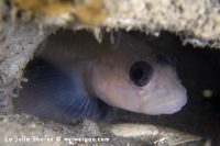 La Jolla Shores in the Morning