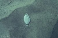 Lazy Morning South Wall