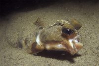 La Jolla Shores at Dawn