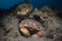 Dawn at La Jolla Shores