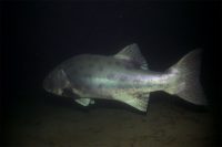 La Jolla Shores at Dawn