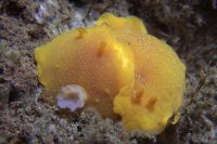 Early Morning La Jolla Shores