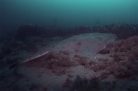 La Jolla Shores Early Morning