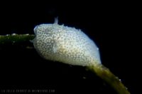 La Jolla Shores Before Sunrise