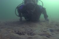 In Search of Baby Sea Bass