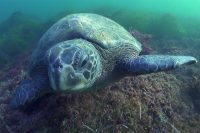 Sea Turtle at the Marine Room