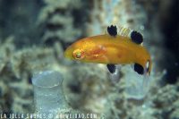 Morning at the Shores