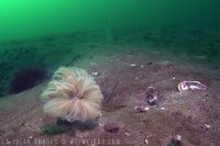 Lazy Saturday Morning Dive