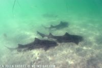 Leopard Shark Snorkeling