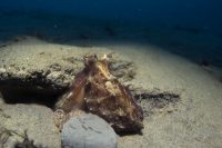 Stunning Conditions at the Shores