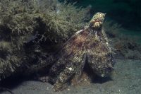Morning at La Jolla Shores