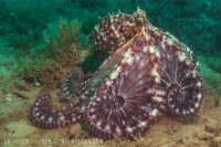 Sunrise at the Shores