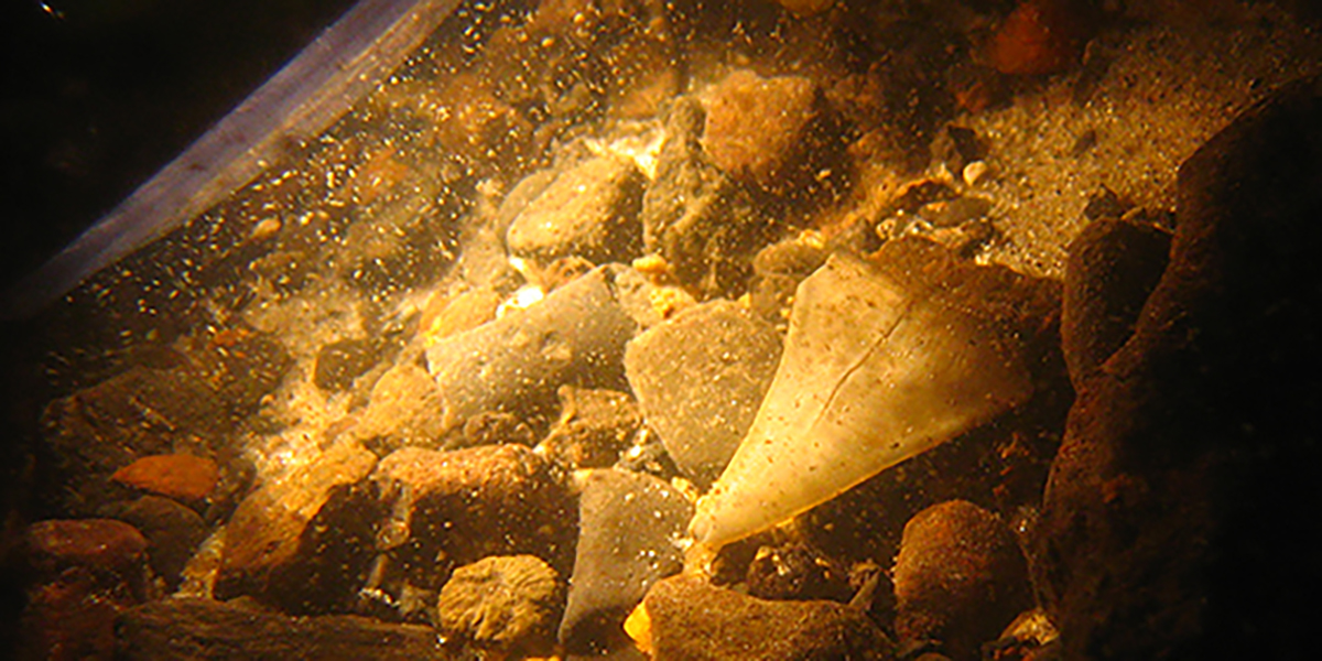 A Hunt for Megalodon Fossils