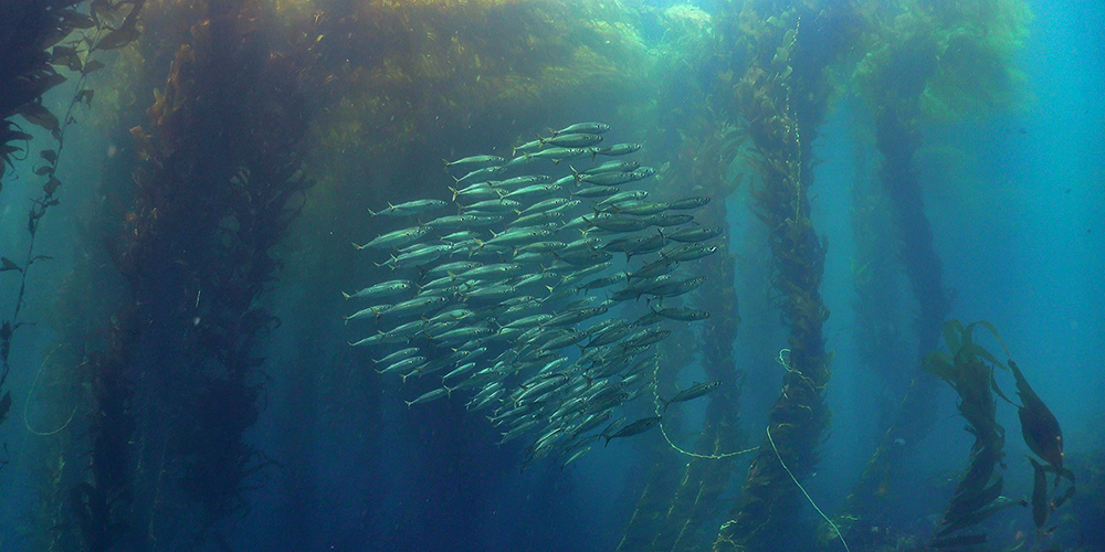 Enchanting San Clemente
