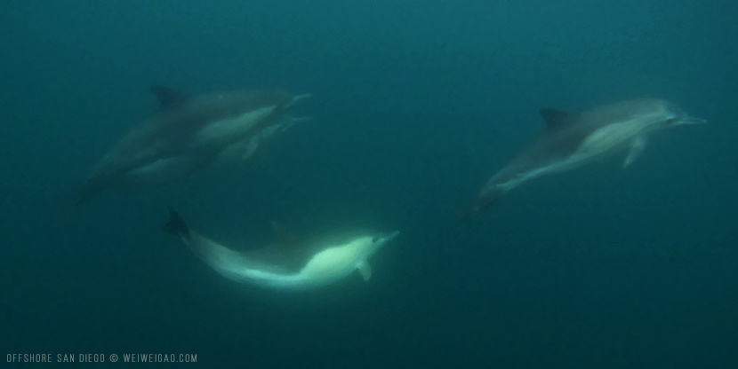 Offshore Dolphin Run