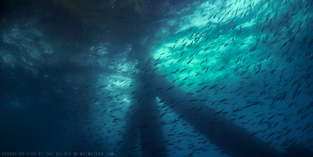Schooling Fish at the Oil Rig