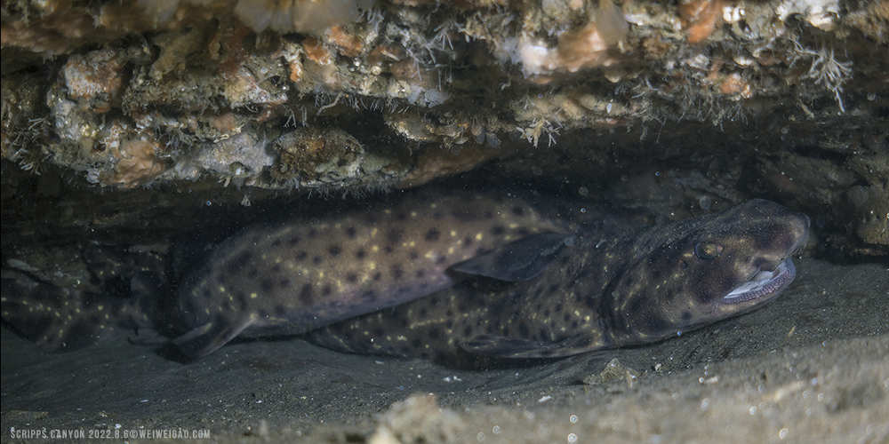 Swell Shark at the Canyon