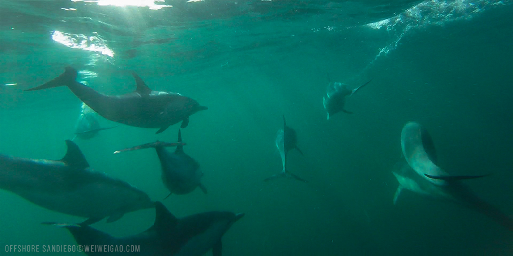 Offshore Dolphin Run