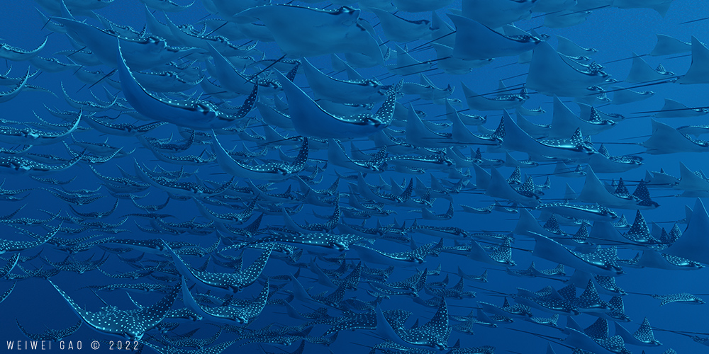 A School of Spotted Eagle Ray