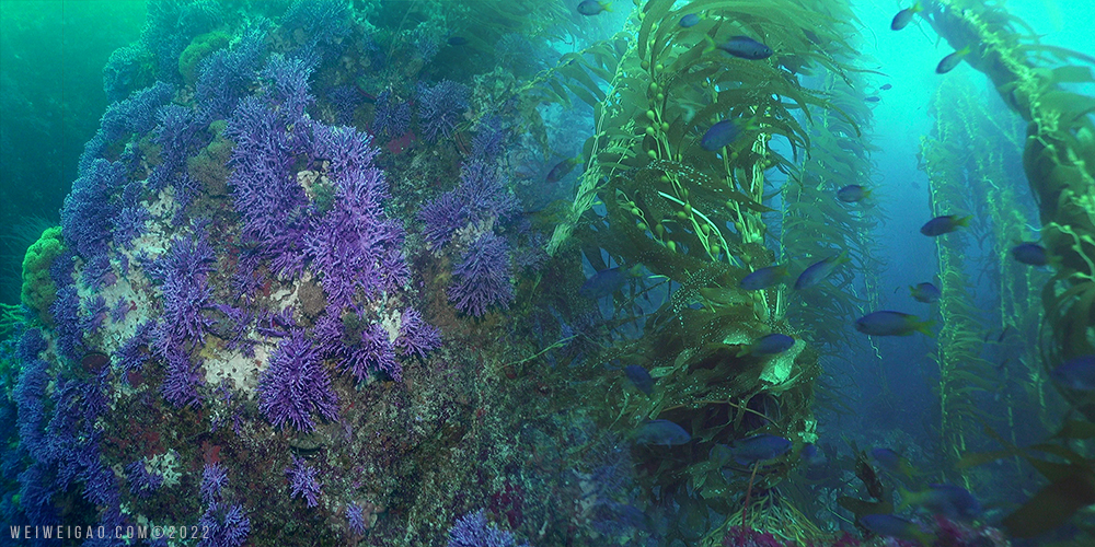 A Weekend Excursion to Farnsworth and San Clemente