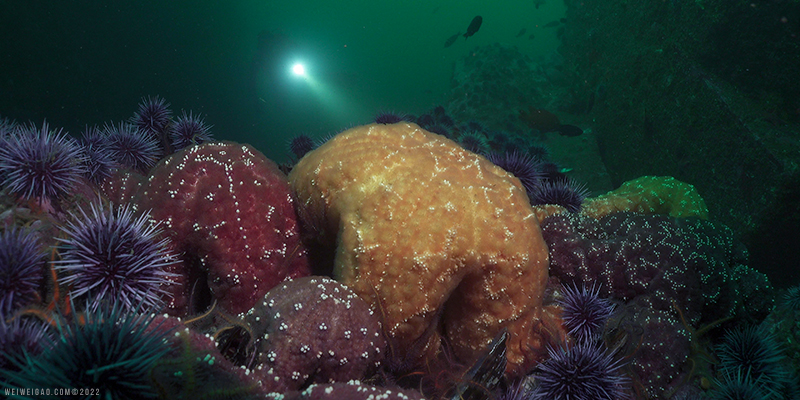 Diving Southern Pinnacles of La Bufadora